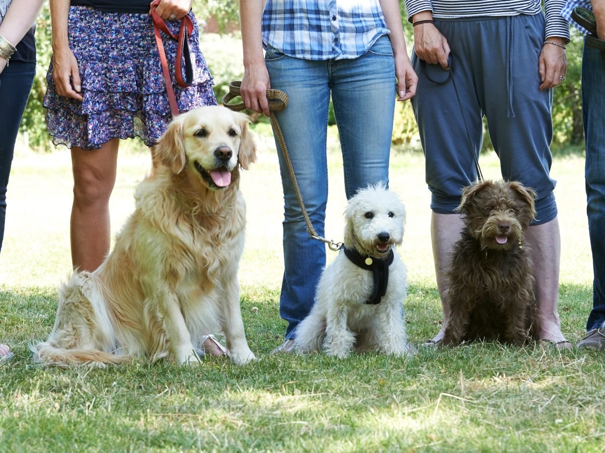 Three dogs sitting on grass beside their owners during an outdoor training session — a golden retriever, a white poodle mix and a brown terrier — all on leashes and looking forward.