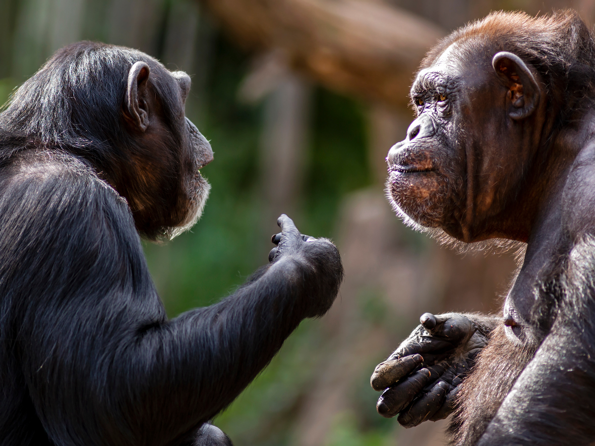 Two chimpanzees meeting with each other apparently having a discussion using hand gestures.