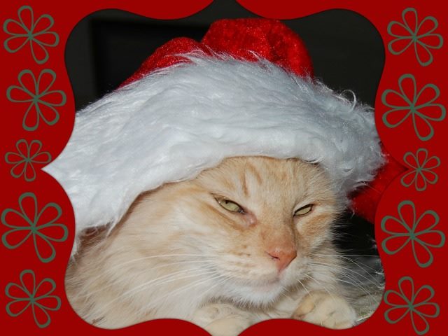 unhappy cat