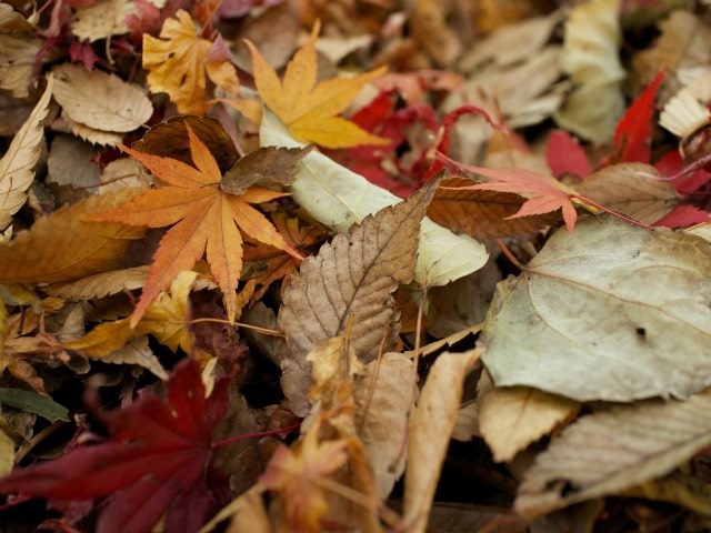 fall leaves