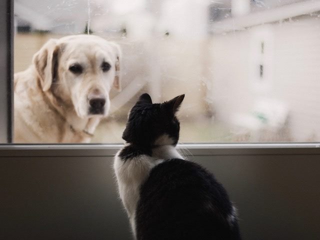 dog looking at cat through glass door