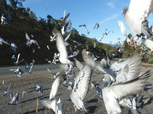 release the pigeons