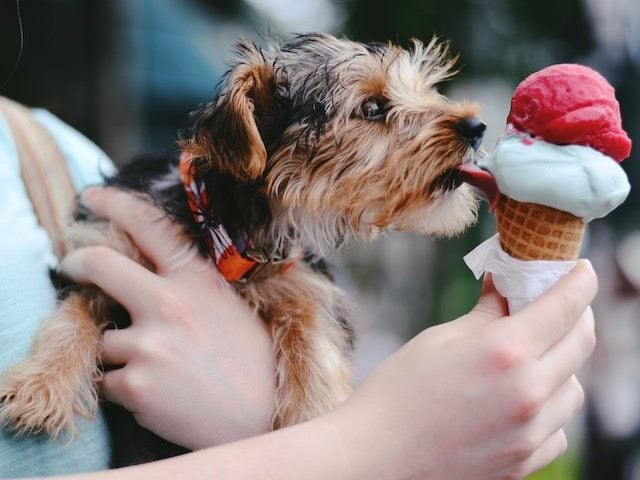 dog eating an ice cream cone