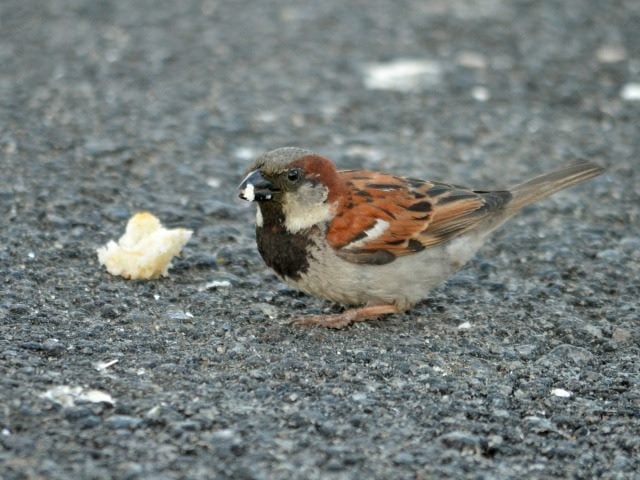 bird eating breadcrumbs