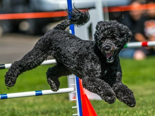 dog in an agility course