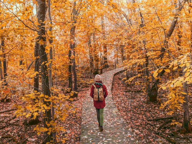  Woman walking in autumn foliage in the woods in a city park with backpack.  
