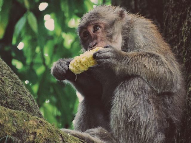 primate in a tree eating corn on the cob