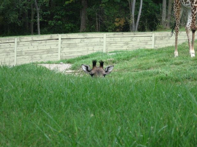 peek a boo giraffe