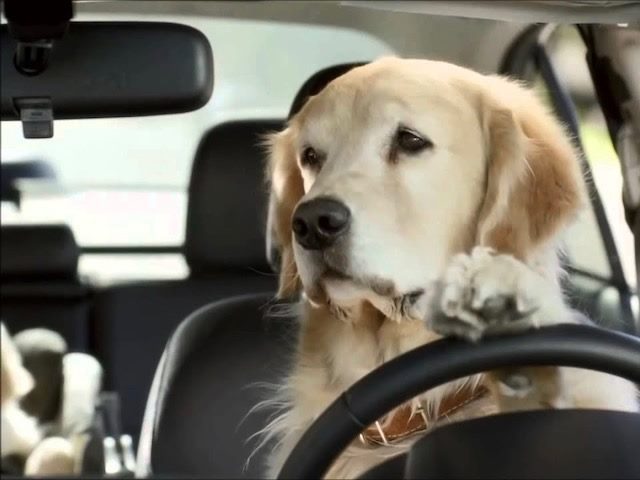 an example of a brand mascot: a golden retriever Barkley dog behind the wheel of a Subaru