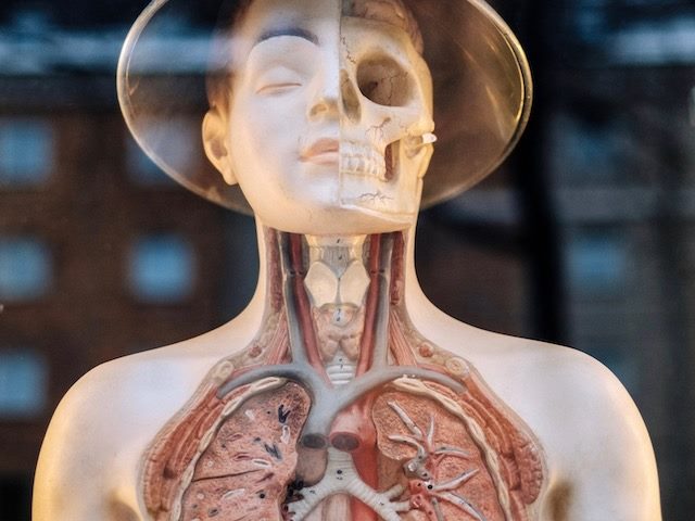 human anatomy skeleton 