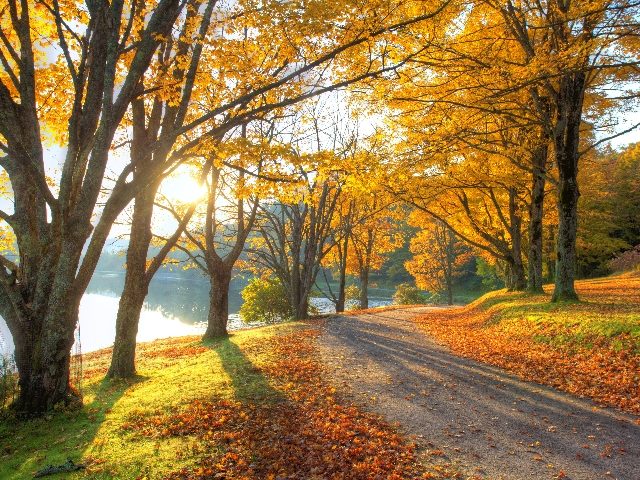 Lake pathway with yellow leaves. 