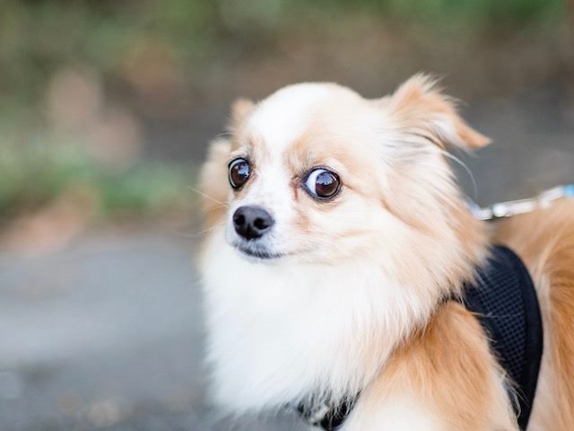 wary looking dog