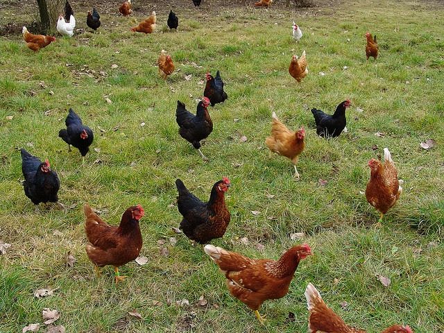 Chicken or Egg Passive Marketing or Passive Consumers