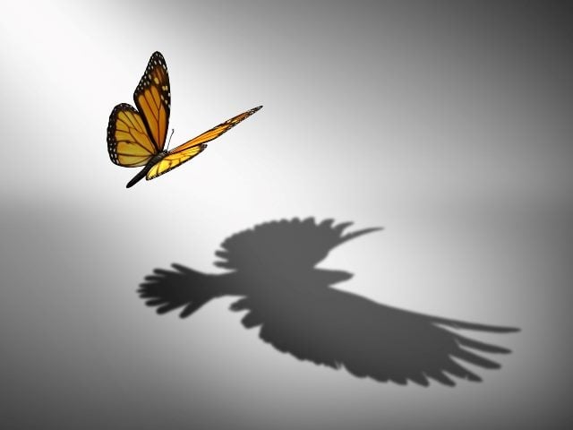 A monarch butterfly flys above a light gray surface where its shadow is revealed as an eagle with its wings spread, symbolizing the transformational possibilities of organizational change. 