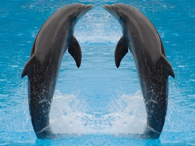 Dolphin twins jumping out of water perfectly in sync. 