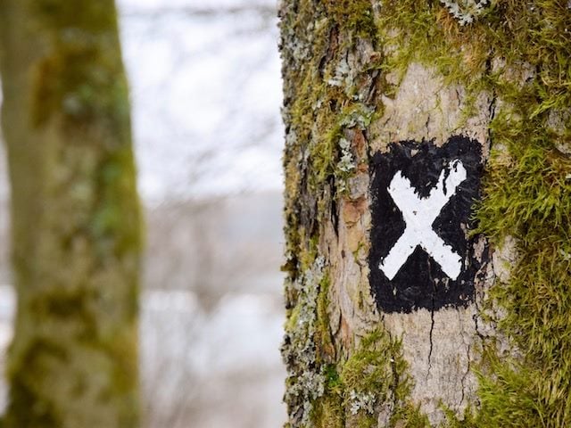 x marks the spot on a tree