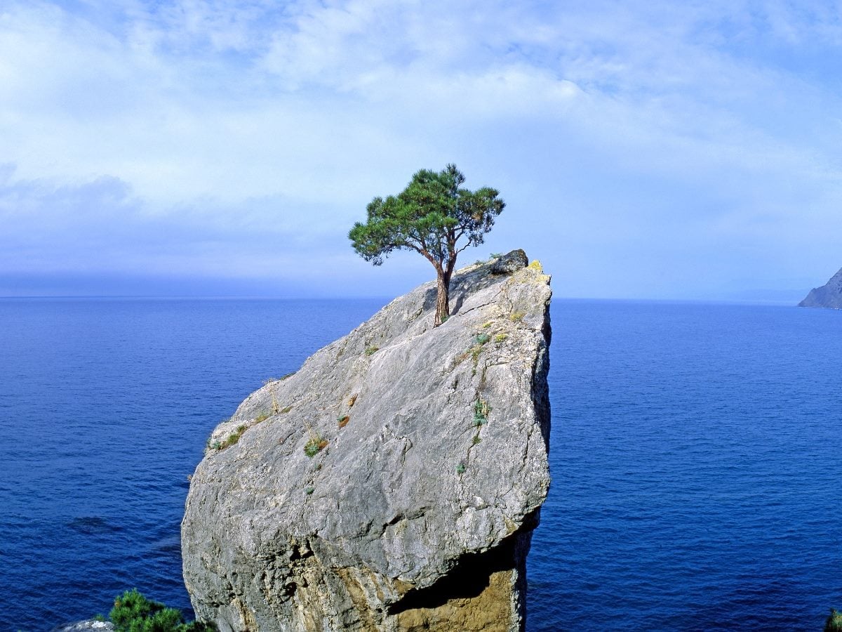 A lone tree growing from a rocky cliff overlooking the ocean, symbolizing resilience and stability in a harsh environment.