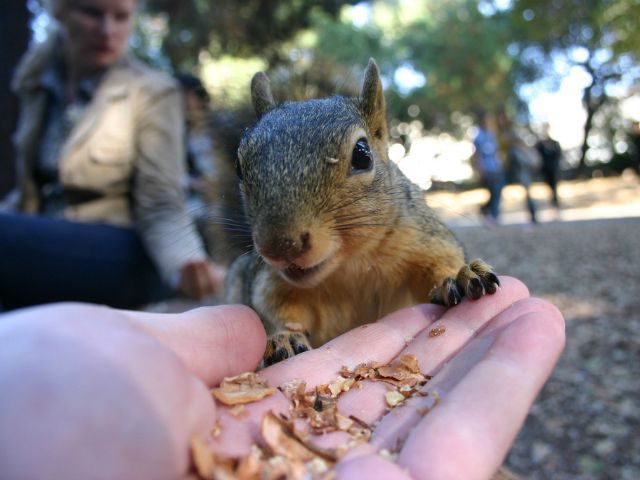 Feeding the squirrel