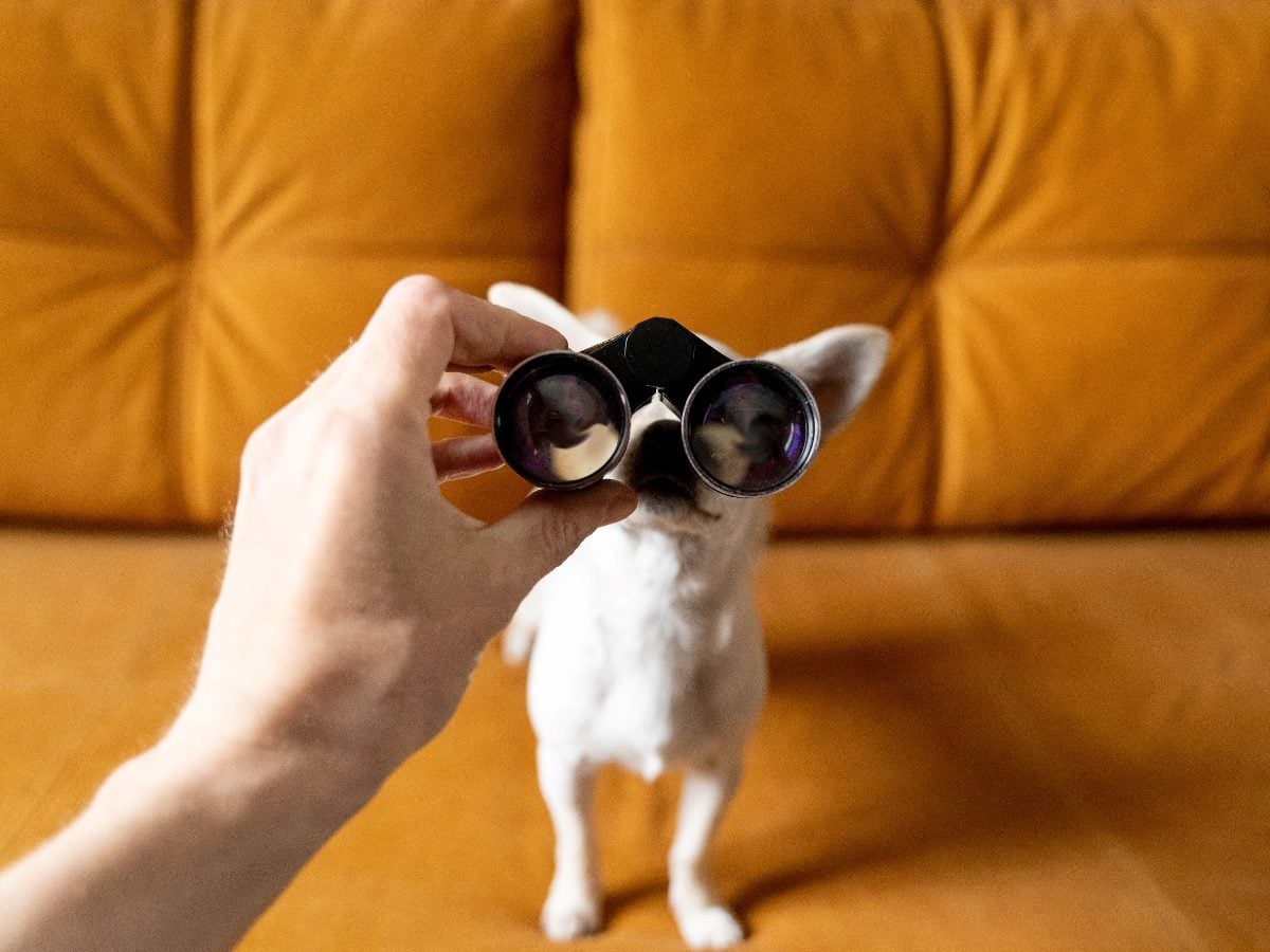 cmswire.com - Pierre DeBois - What's the Best Search Playbook: AEO, GEO or SEO?