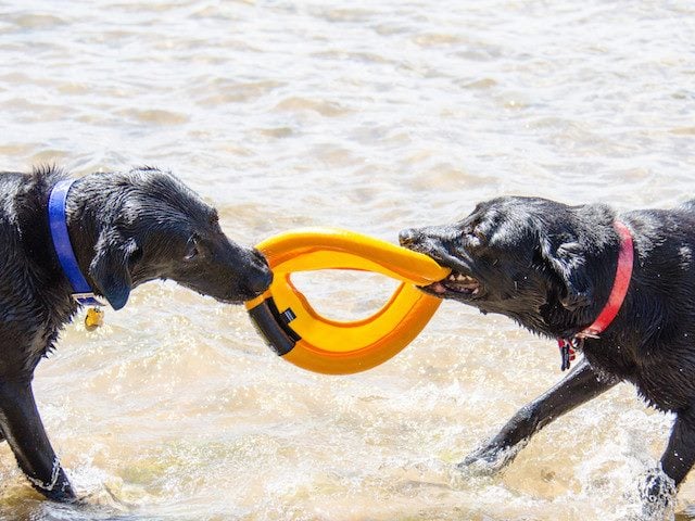 two labradors playing tug of war