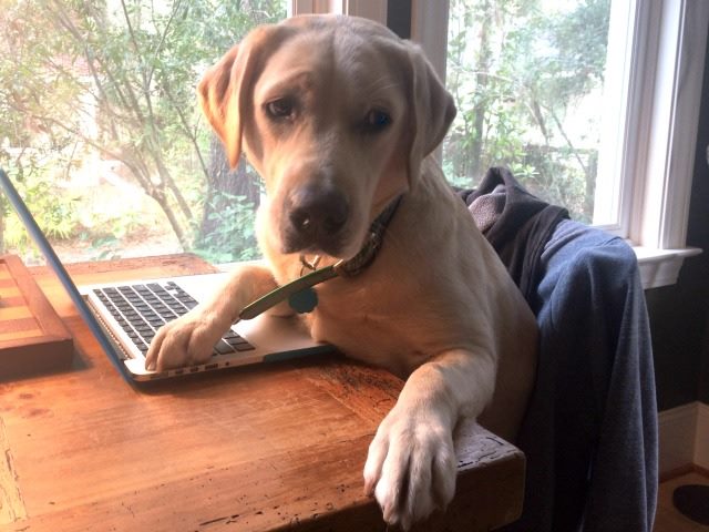Yellow Lab at a computer keyboard