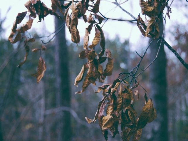 dead leaves