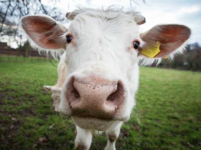 cow