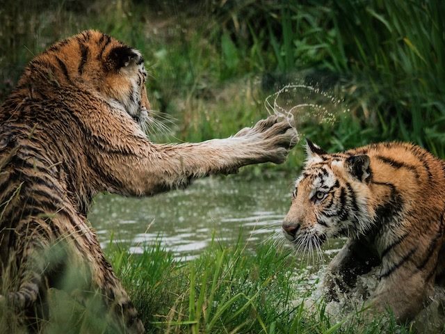 two tiger cubs swatting at each other in a swamp