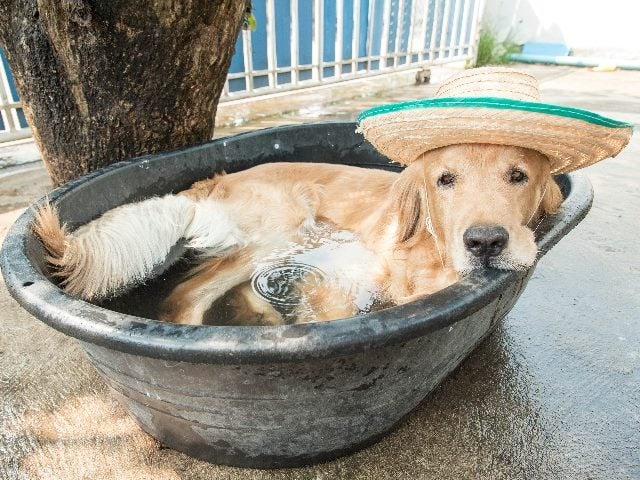 Dog laying in an outdoor tub wearing a hat.