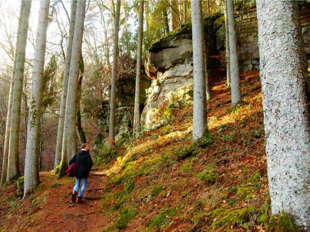walk-in-the-woods