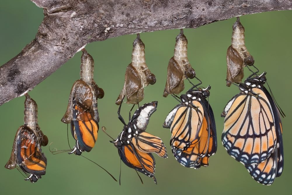 This image captures the transformational stages of a monarch butterfly's life cycle, showing the metamorphosis from chrysalis to adult butterfly. The sequence is set against a soft green background, with each stage of development displayed on a branch. The transformation illustrates a powerful metaphor for AI innovation, emphasizing growth, evolution, and the unveiling of new forms and potentials.