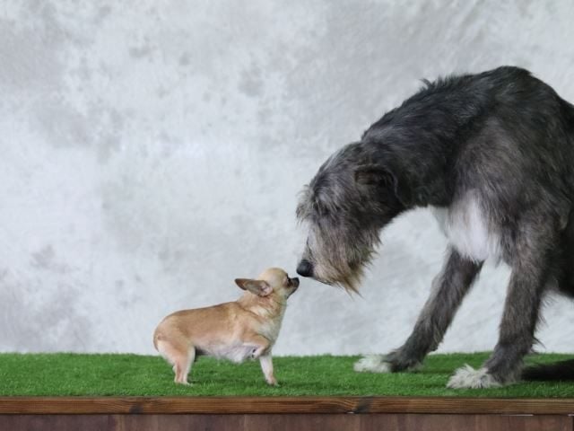 A chihuahua and a wolfhound nose to nose - competition concept