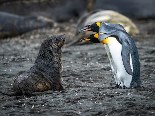 three penguins staring down a very wet, small seal