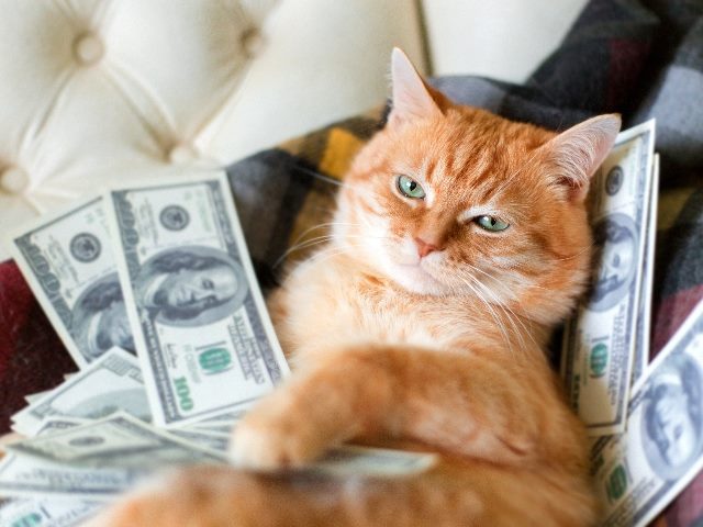  Cat with American dollars in paws lying on the sofa. 