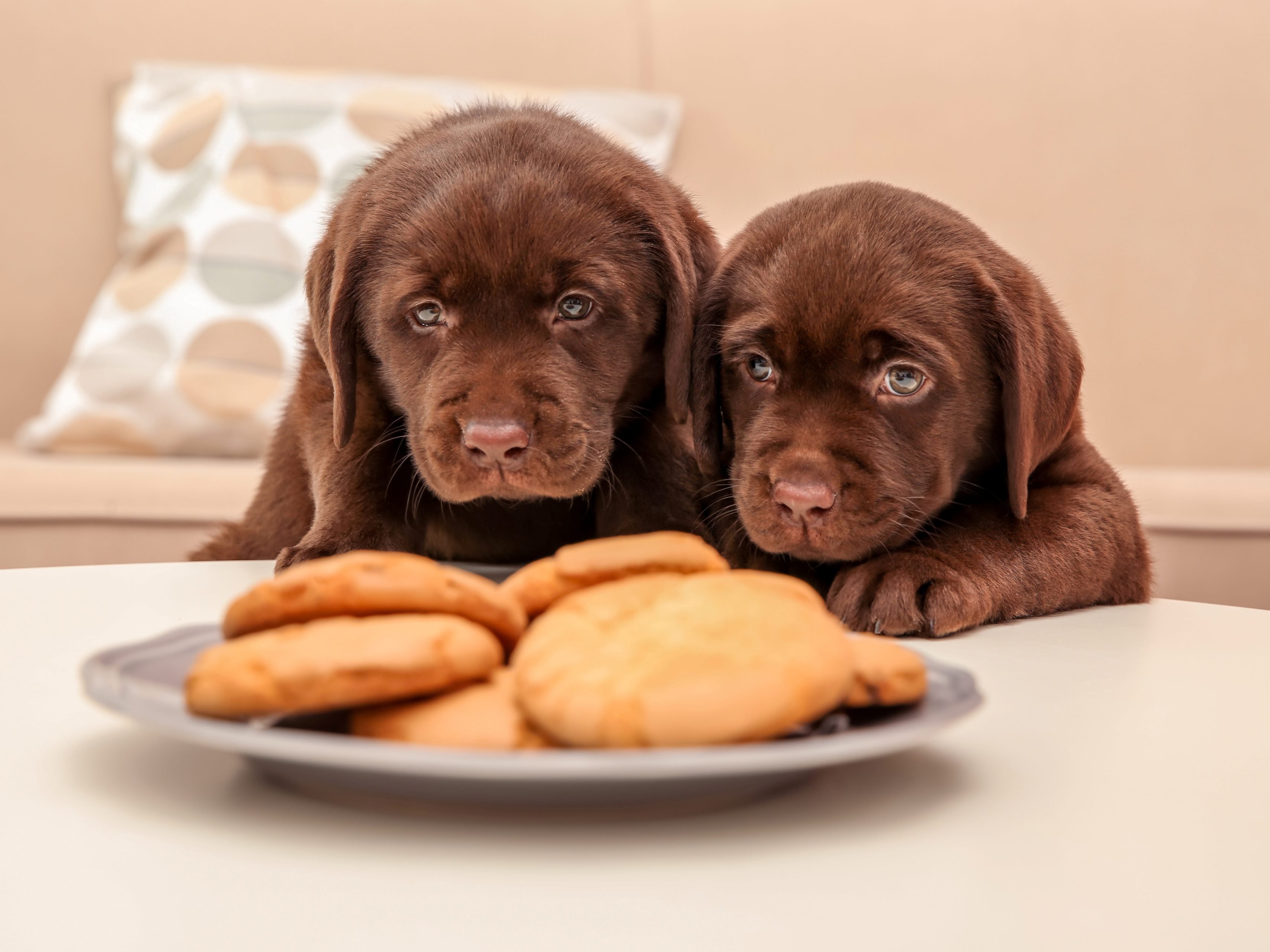 Chocolate Labrador Retriever puppies near plate with cookies.