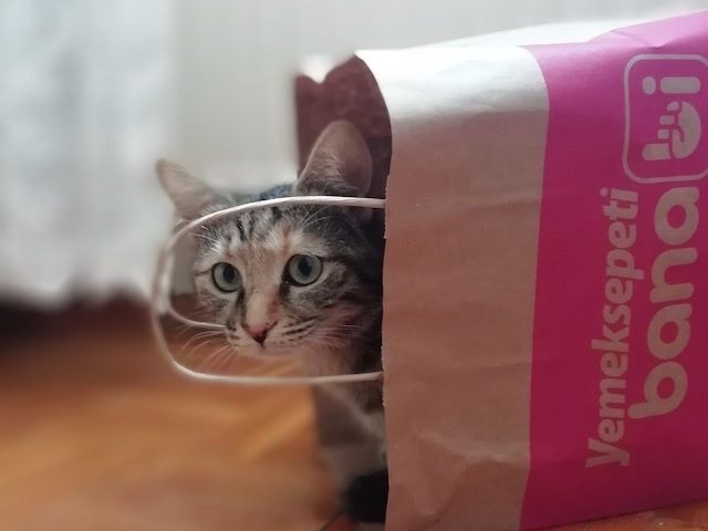 cat coming out of a bag