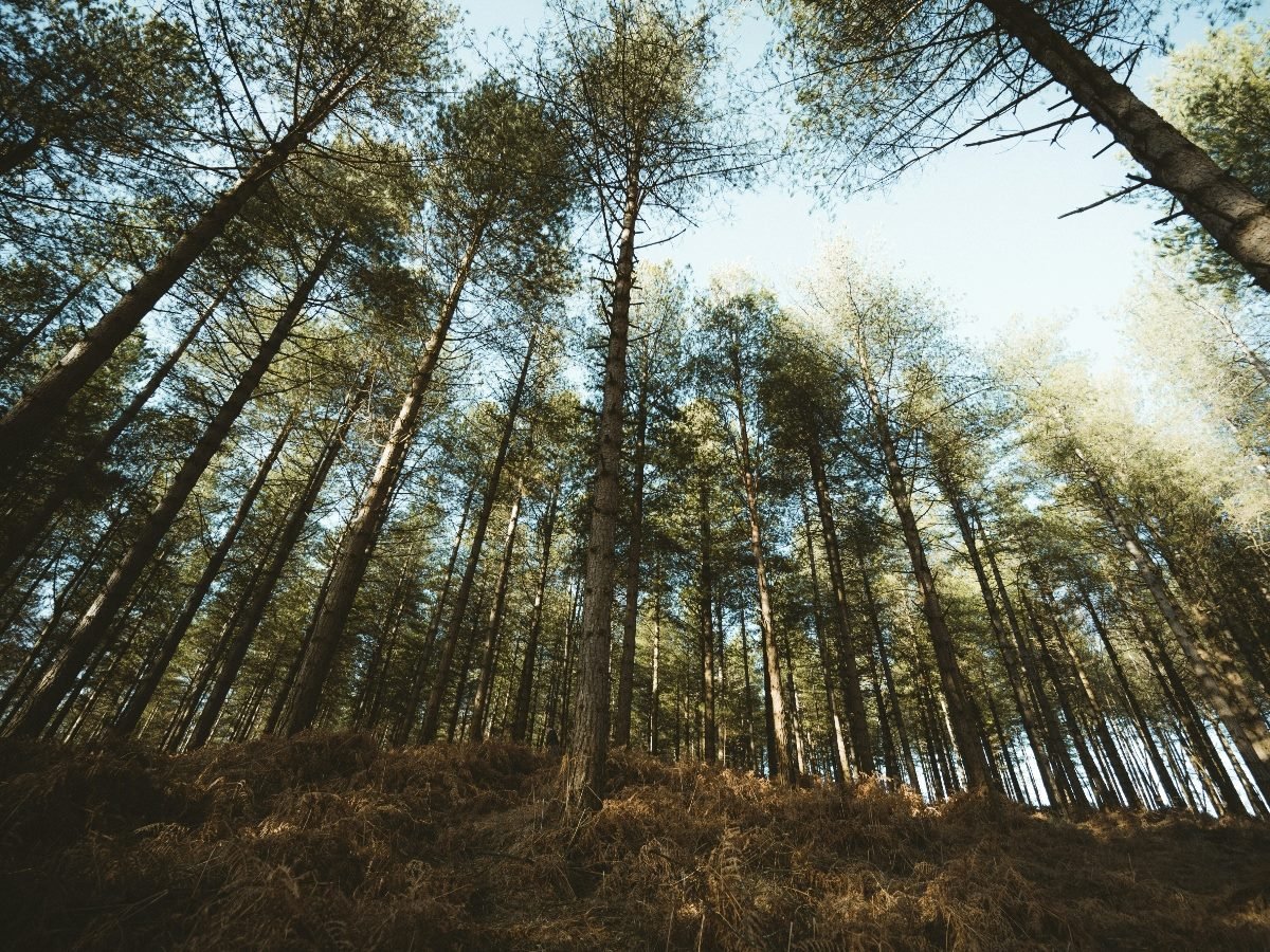 Shot looking upward at trees in a forest.