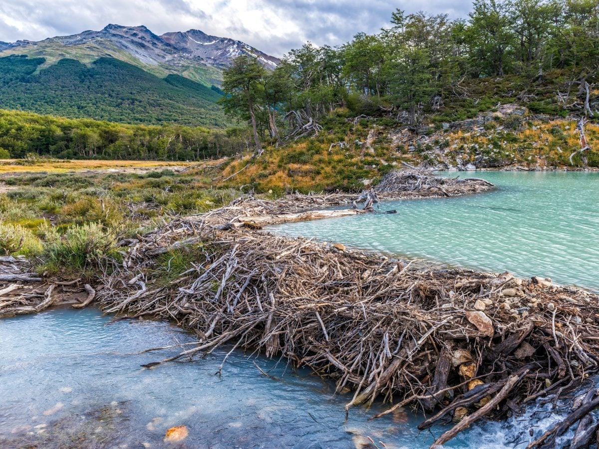 A rugged beaver dam made of branches, logs and stones stretches across a glacial-blue stream in a mountainous wilderness. Forested hills rise toward rocky peaks in the background, while pale turquoise water pools behind the dam beneath a cloudy sky.
