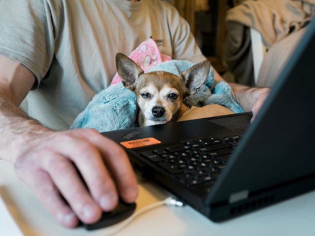 man working with a pup in his lap