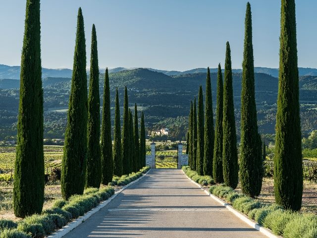 Two rows of trees align perfectly, sandwiching a road.