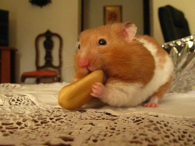 Hungry hamster