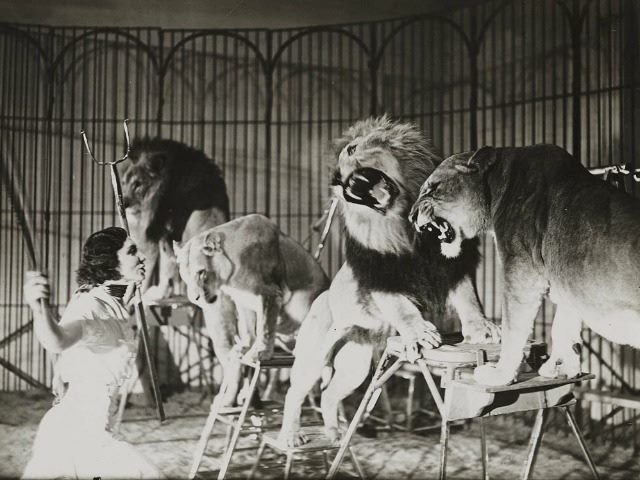 lion tamer at work