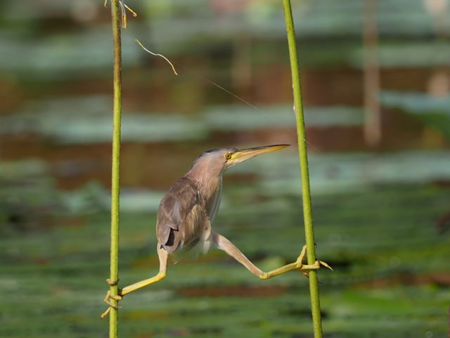 bird straddling two flower stems