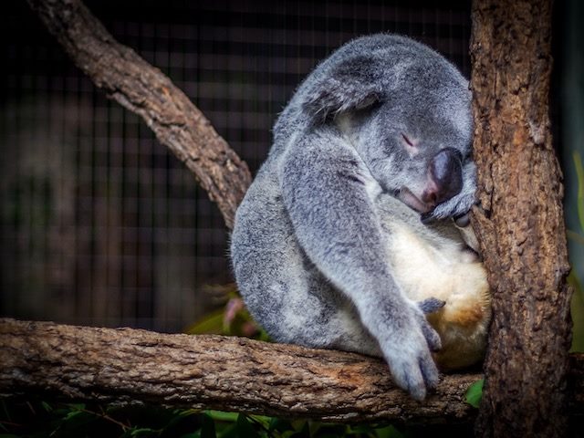 sleeping koala bear on a branch
