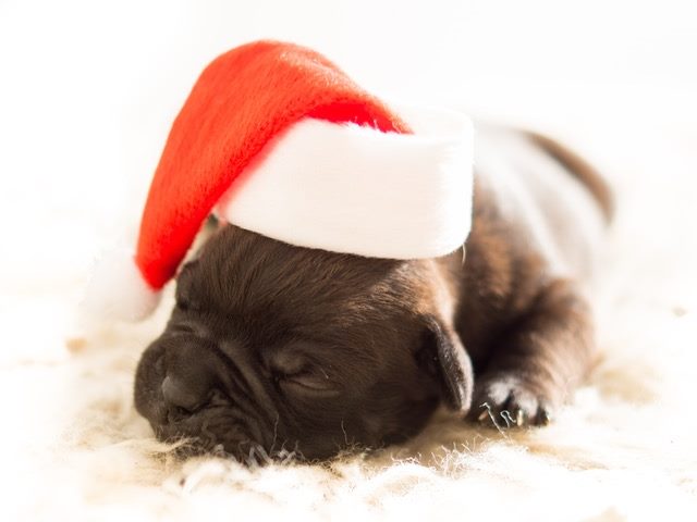 Old English Bulldog, 8 days old with a Santa hat