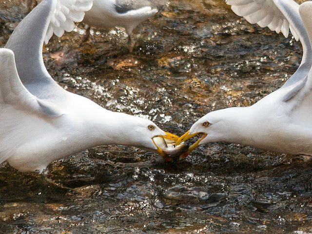 seagull power struggle