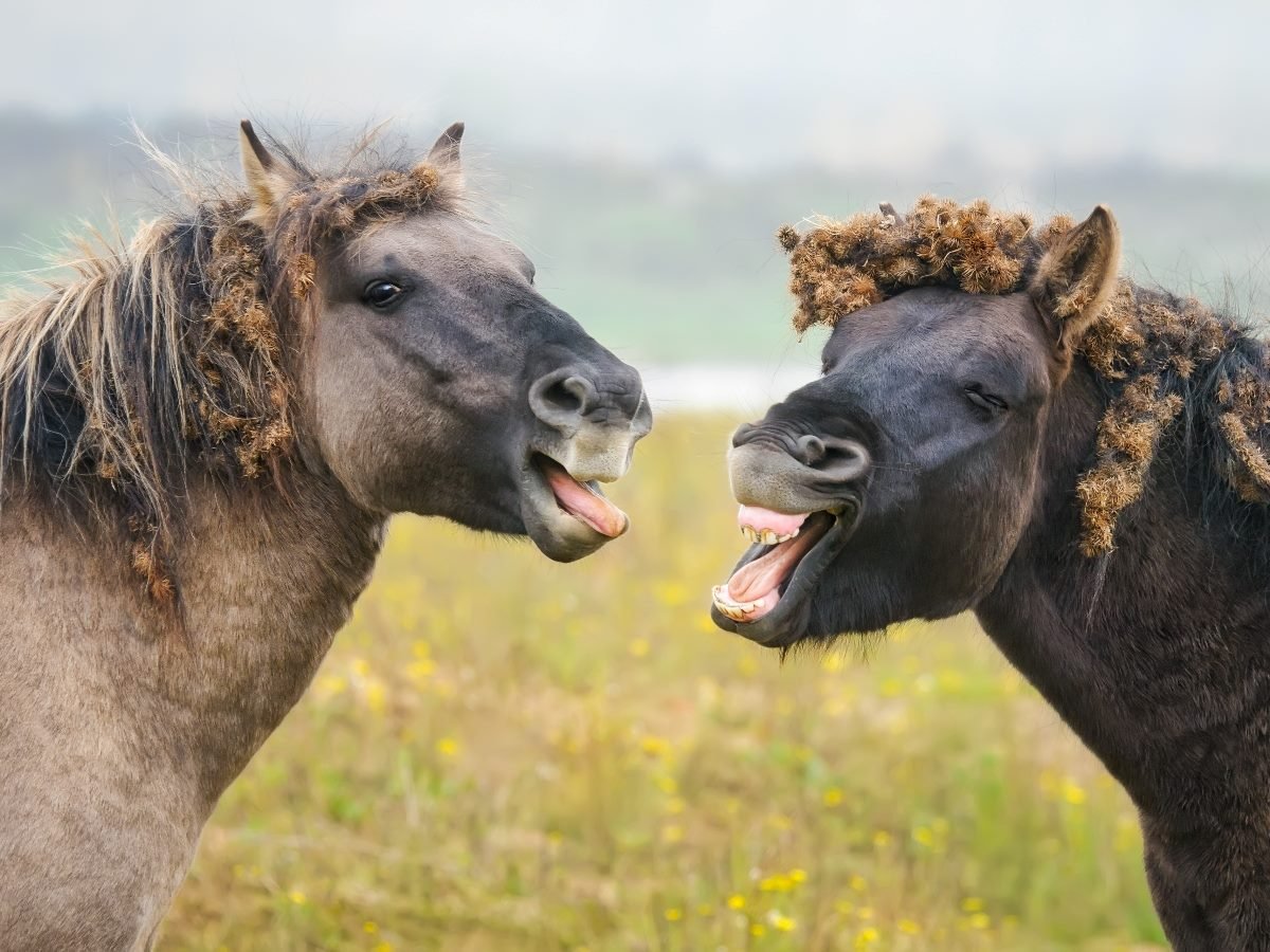Two horses standing close together in a grassy field appear to be playfully “talking” or laughing with their mouths open, showcasing expressive faces and messy manes.