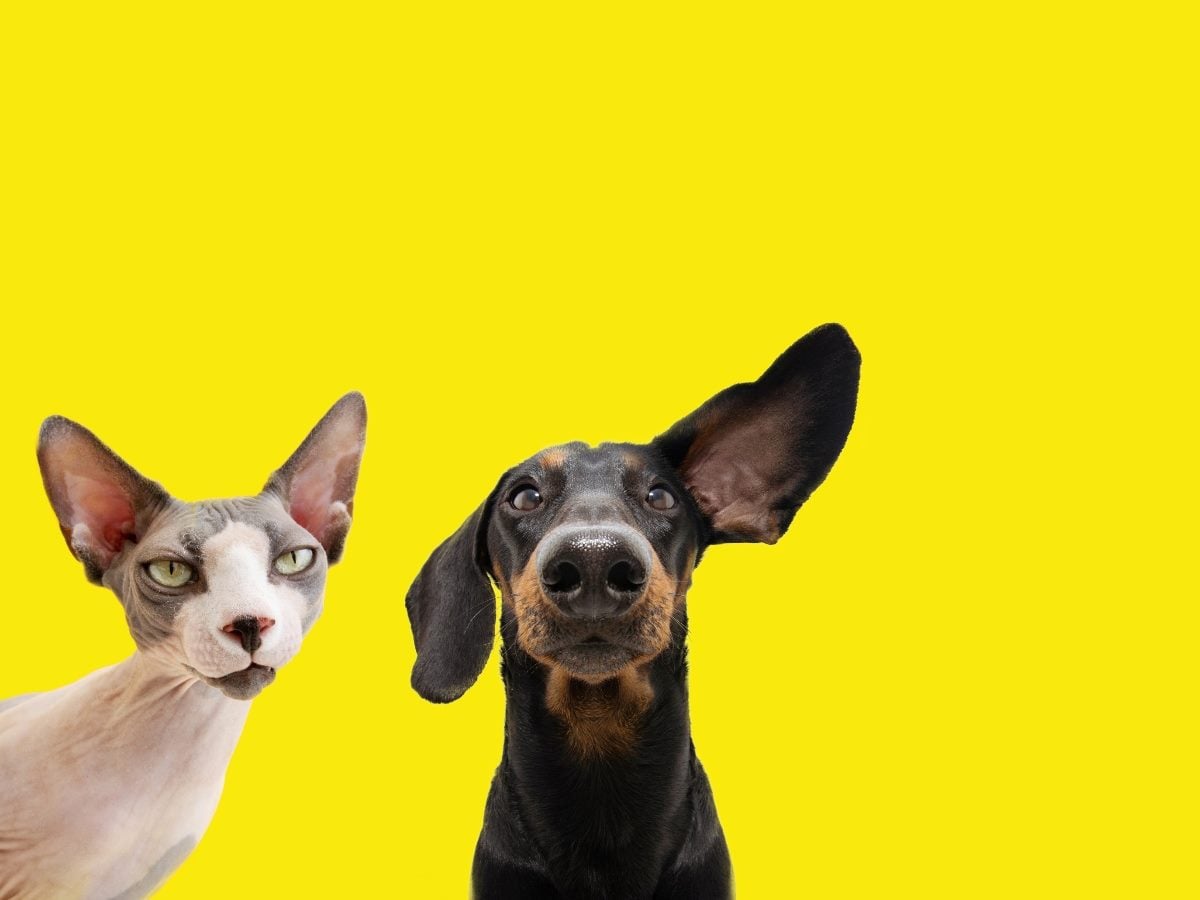 Two curious animals — a hairless cat and a dachshund — stare directly at the camera against a bright yellow background.