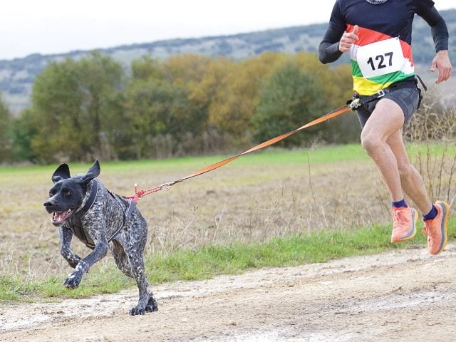 Dog and man connected by rope and running in a race. 