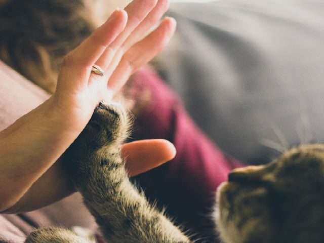 love cat